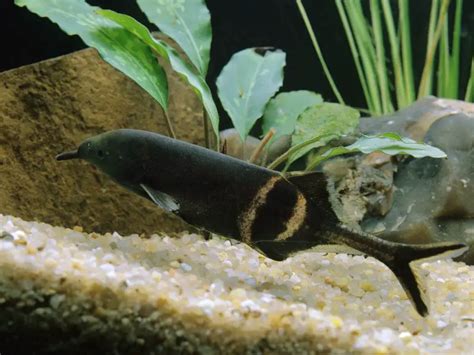 Elephant Nose Fish (Elephant Fish) Care & Overview.